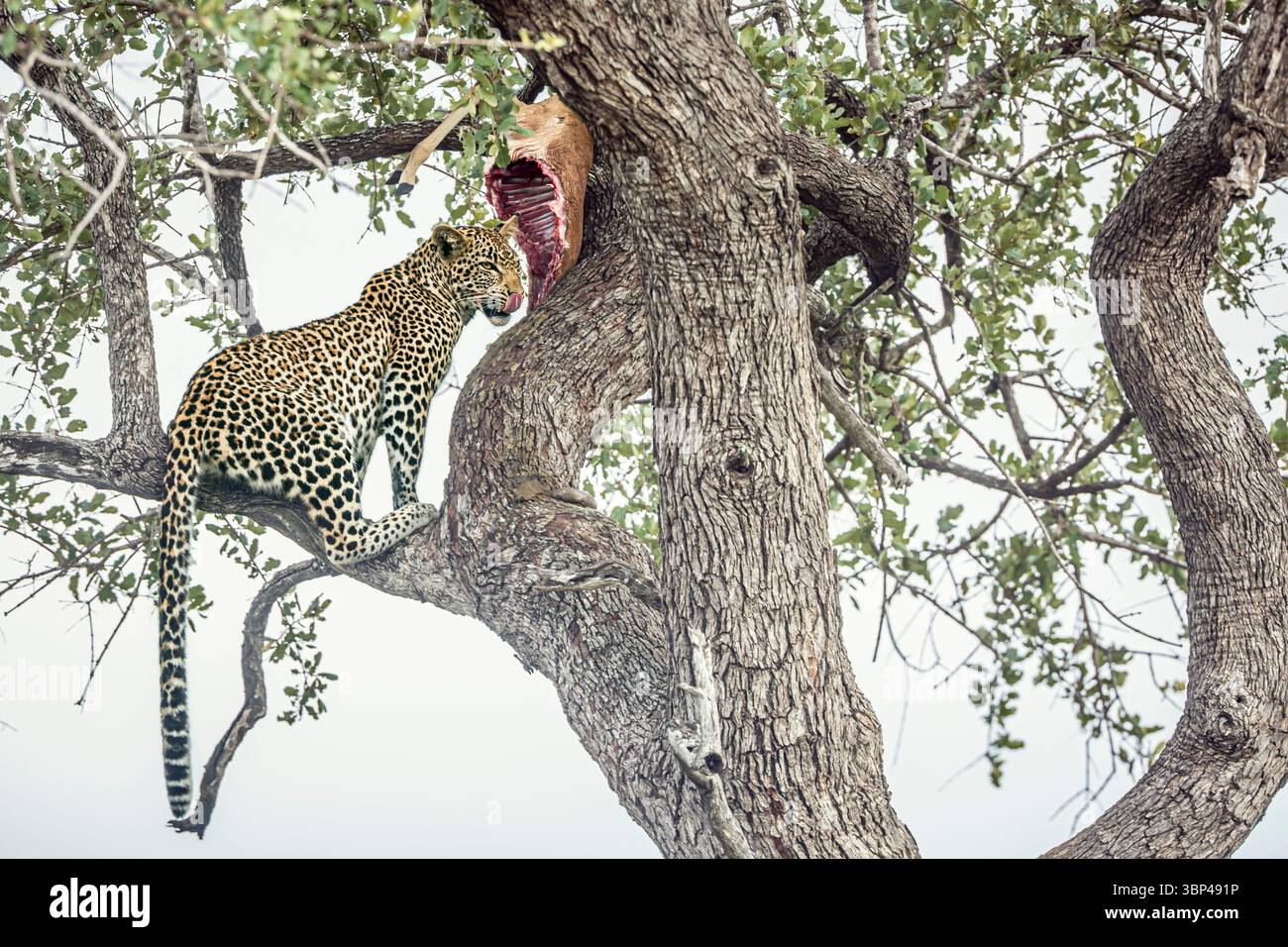 Leopard isst seine Beute in einem Baum im Kruger-Nationalpark, Südafrika; Specie Panthera pardus Familie von Felidae Stockfoto