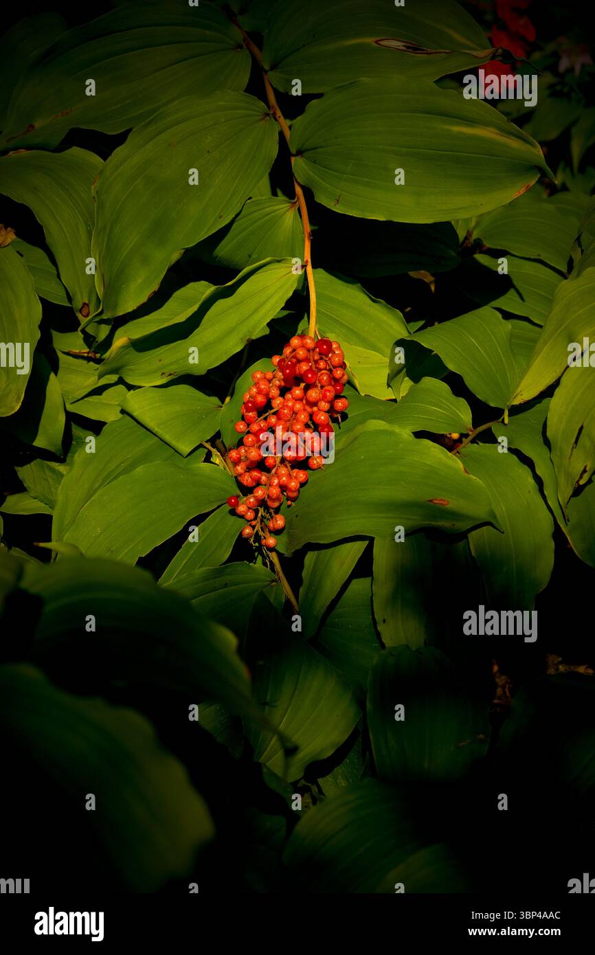 Nahaufnahme, stimmungsvolle und leuchtend rote Beeren der gefiederten Falschlilie des Tales (Maianthemum racemosum), umgeben von dunklen Blättern und tiefen Schatten. Stockfoto