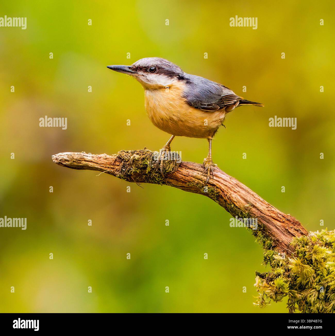 Nuthatch auf Twig Stockfoto