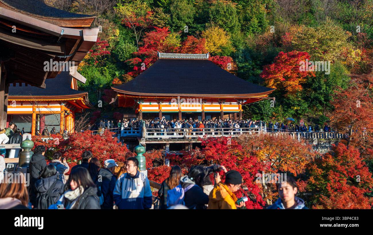 Eine Menge von Touristen fotografiert das Meer aus roten Herbstahornblättern vom ikonischen Kiyomizu-dera-Tempel bei Sonnenuntergang. Kyoto, Japan Stockfoto