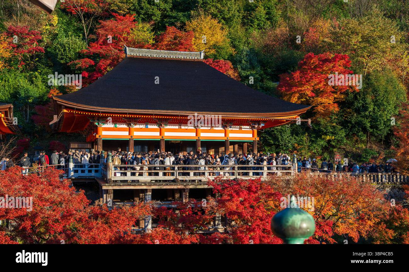 Eine Menge von Touristen fotografiert das Meer aus roten Herbstahornblättern vom ikonischen Kiyomizu-dera-Tempel bei Sonnenuntergang. Kyoto, Japan Stockfoto