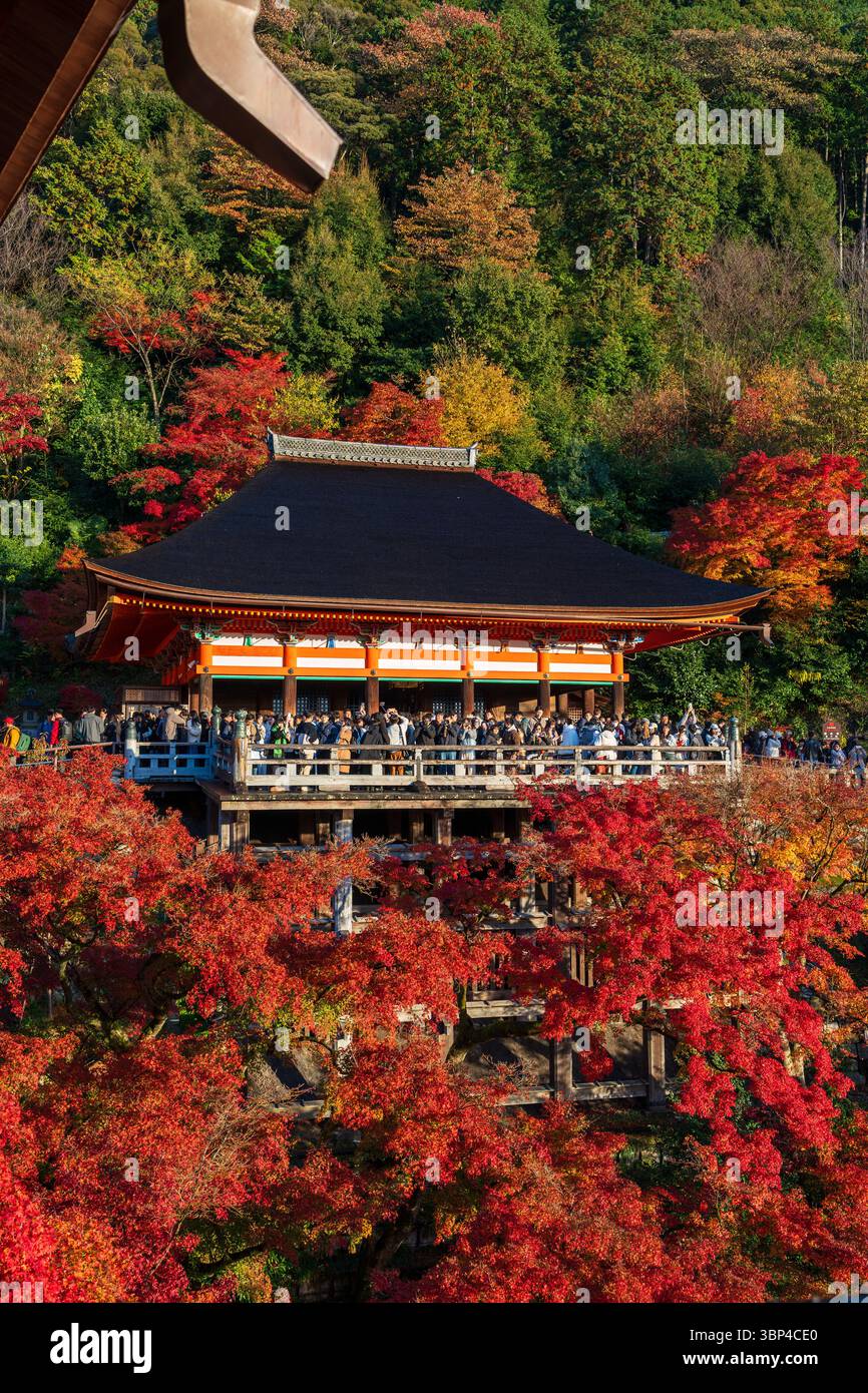 Eine Menge von Touristen fotografiert das Meer aus roten Herbstahornblättern vom ikonischen Kiyomizu-dera-Tempel bei Sonnenuntergang. Kyoto, Japan Stockfoto