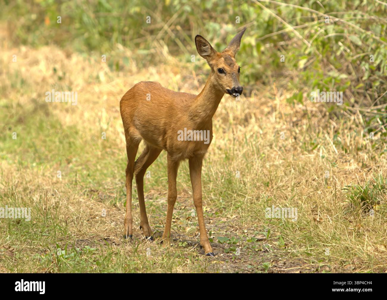 Wilde Rehe, die im Sommer auf dem Weg leben Stockfoto