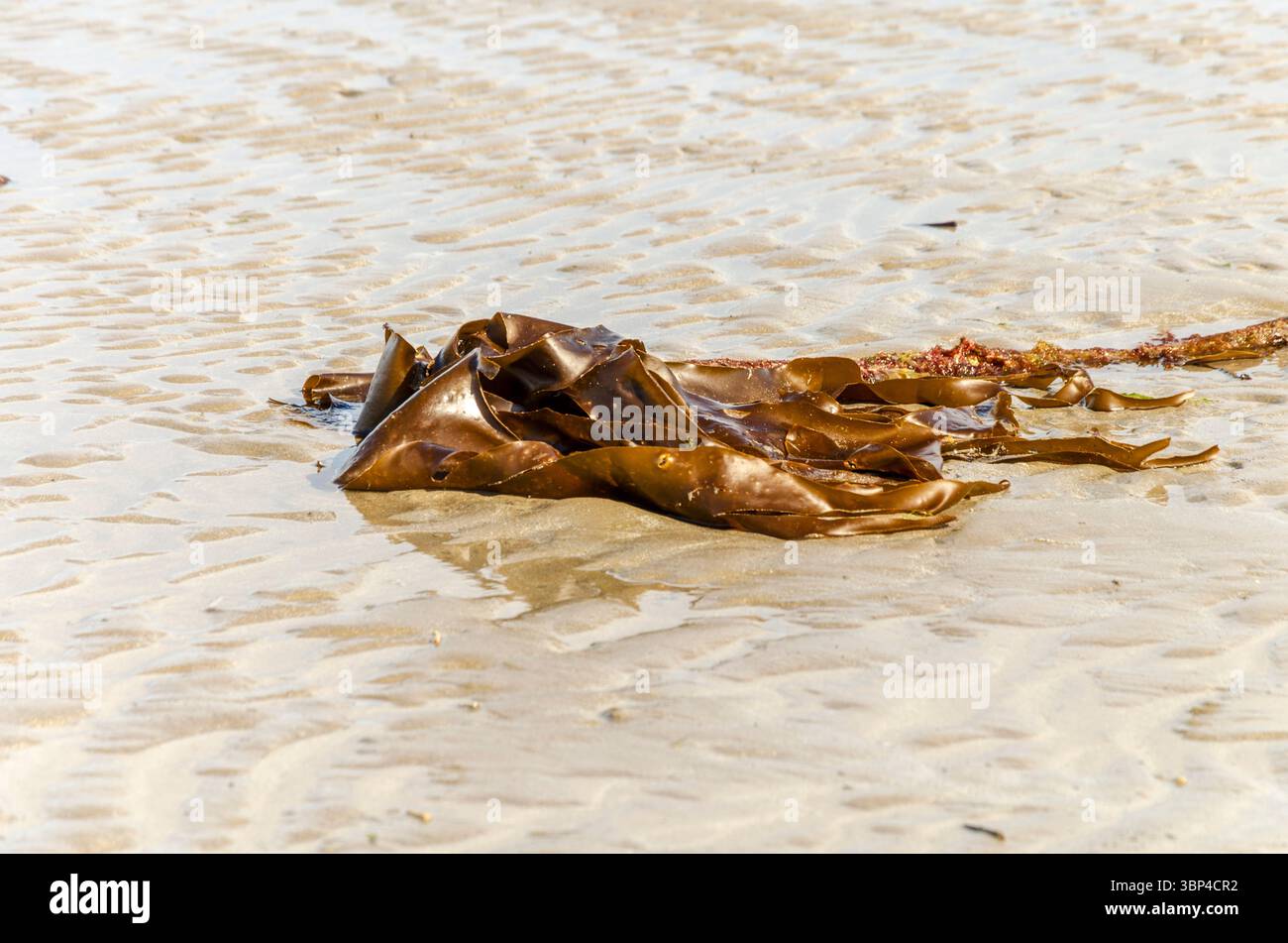 Nahaufnahme von Seetang am Strand von Balltwalter Co Down Stockfoto
