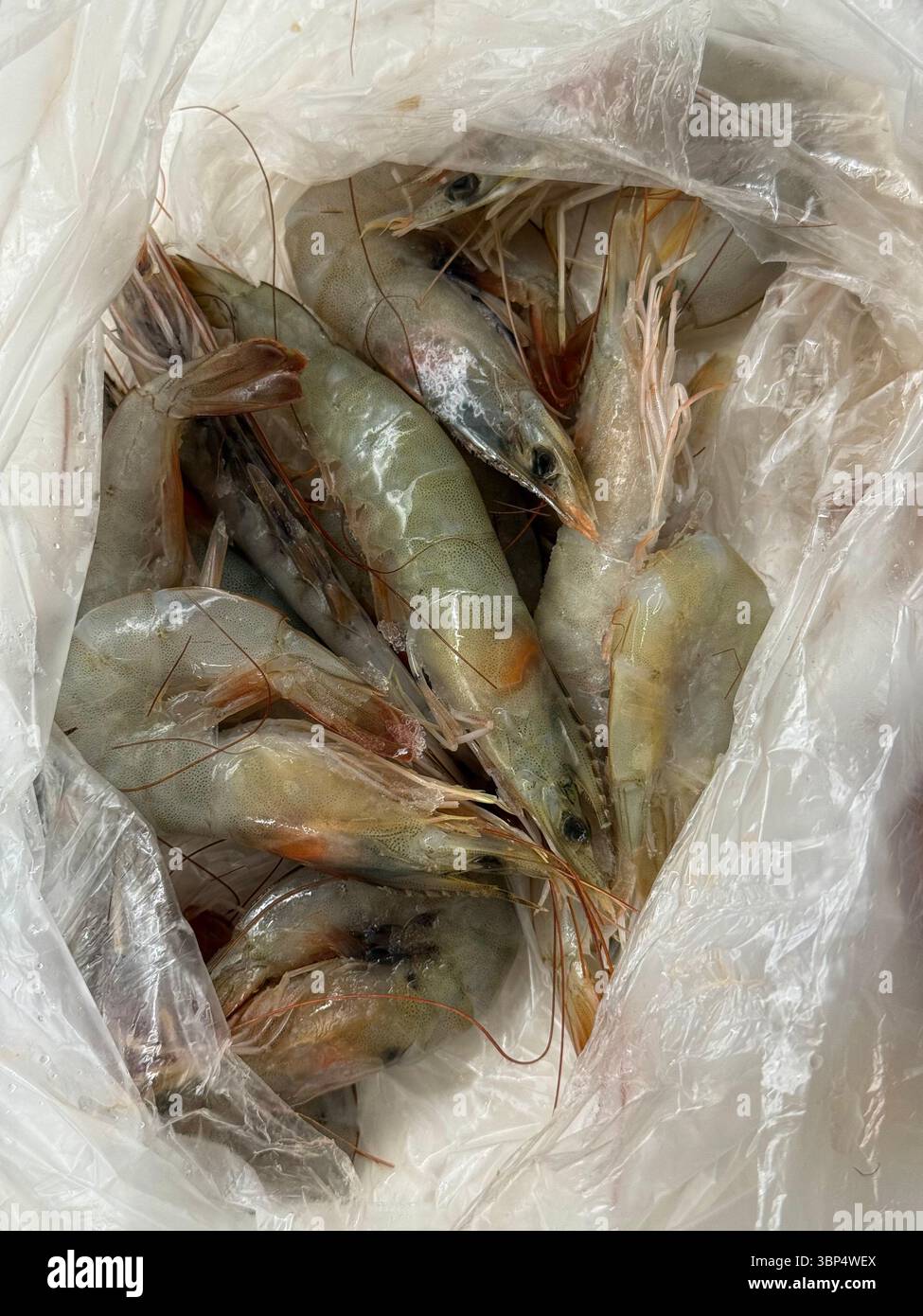 Dieses Bild zeigt eine Sammlung roher, ungeschälter Garnelen mit noch befestigten Köpfen, Muscheln und Antennen, verpackt in einem transparenten Plastikbeutel. Die s Stockfoto