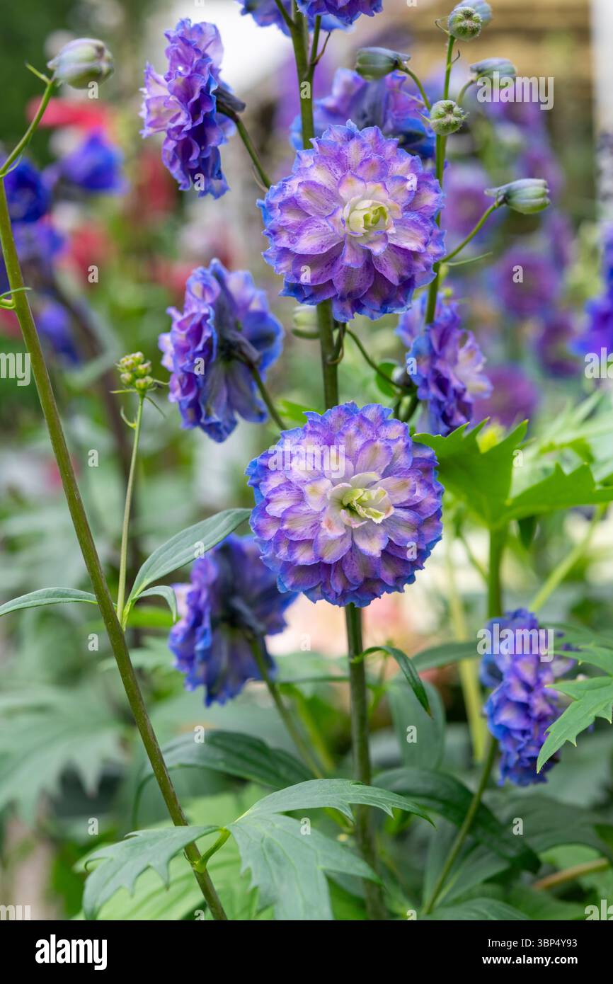 Wunderschönes Delphinium aus der Highlander-Serie mit doppelten blauen und lila Blüten. Stockfoto