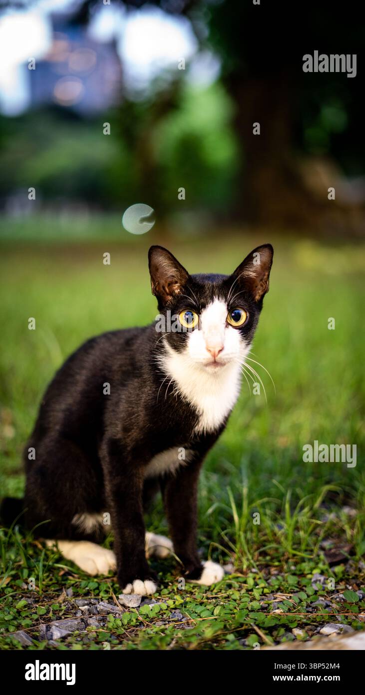 Schwarz-weiße Katze im Park Stockfoto
