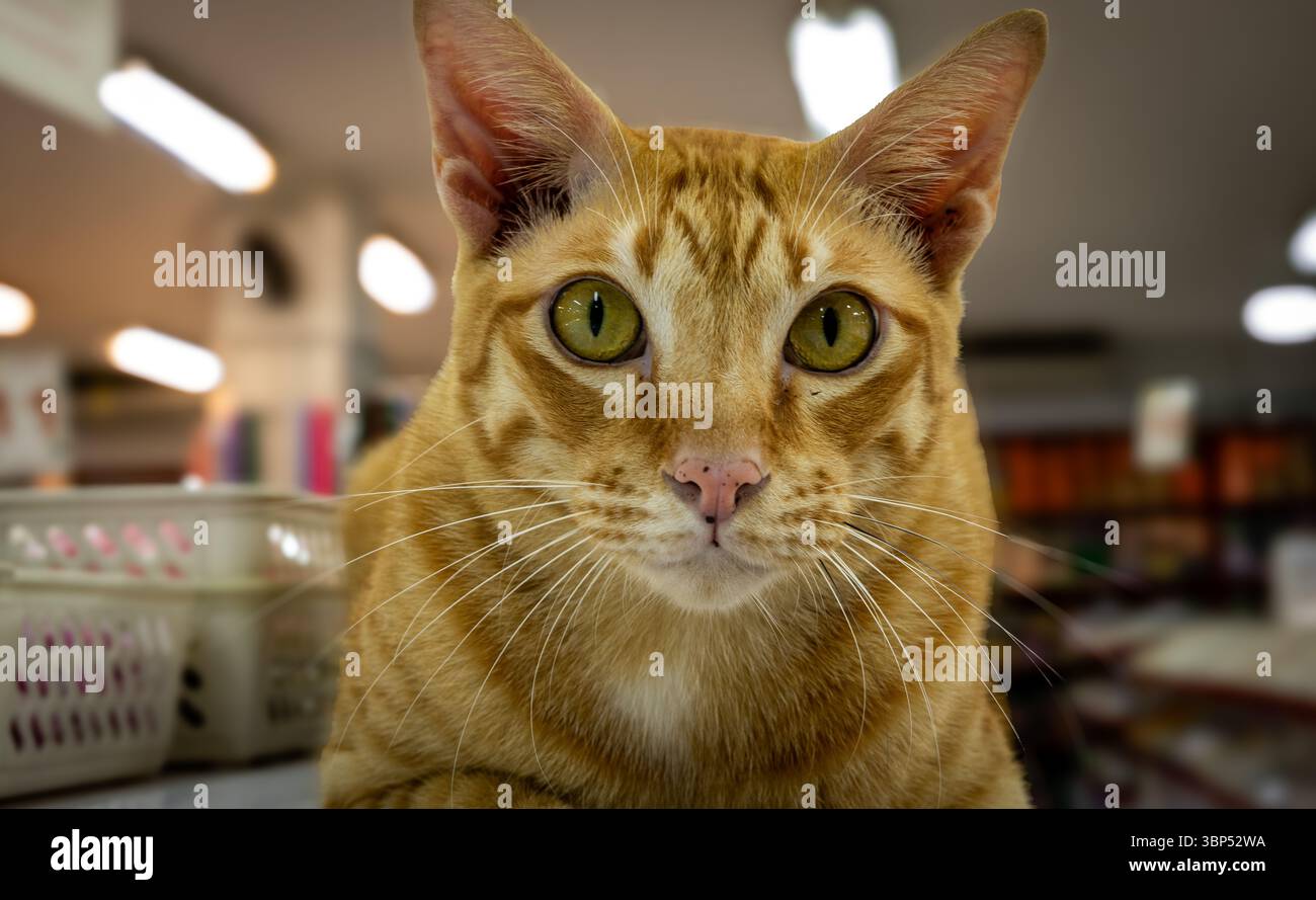 Ingwerkatze in einem Laden Stockfoto