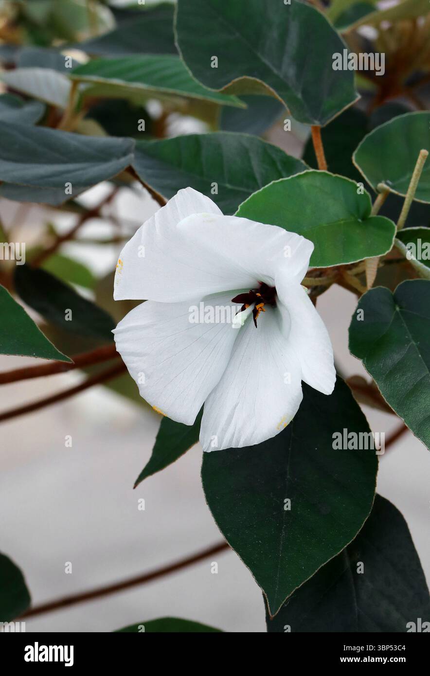 Dwarf Ebony oder St. Helena Ebony, Trochetiopsis ebanus, Malvaceae. St. Helena, Südatlantik. In der Wildnis kritisch gefährdet. Stockfoto