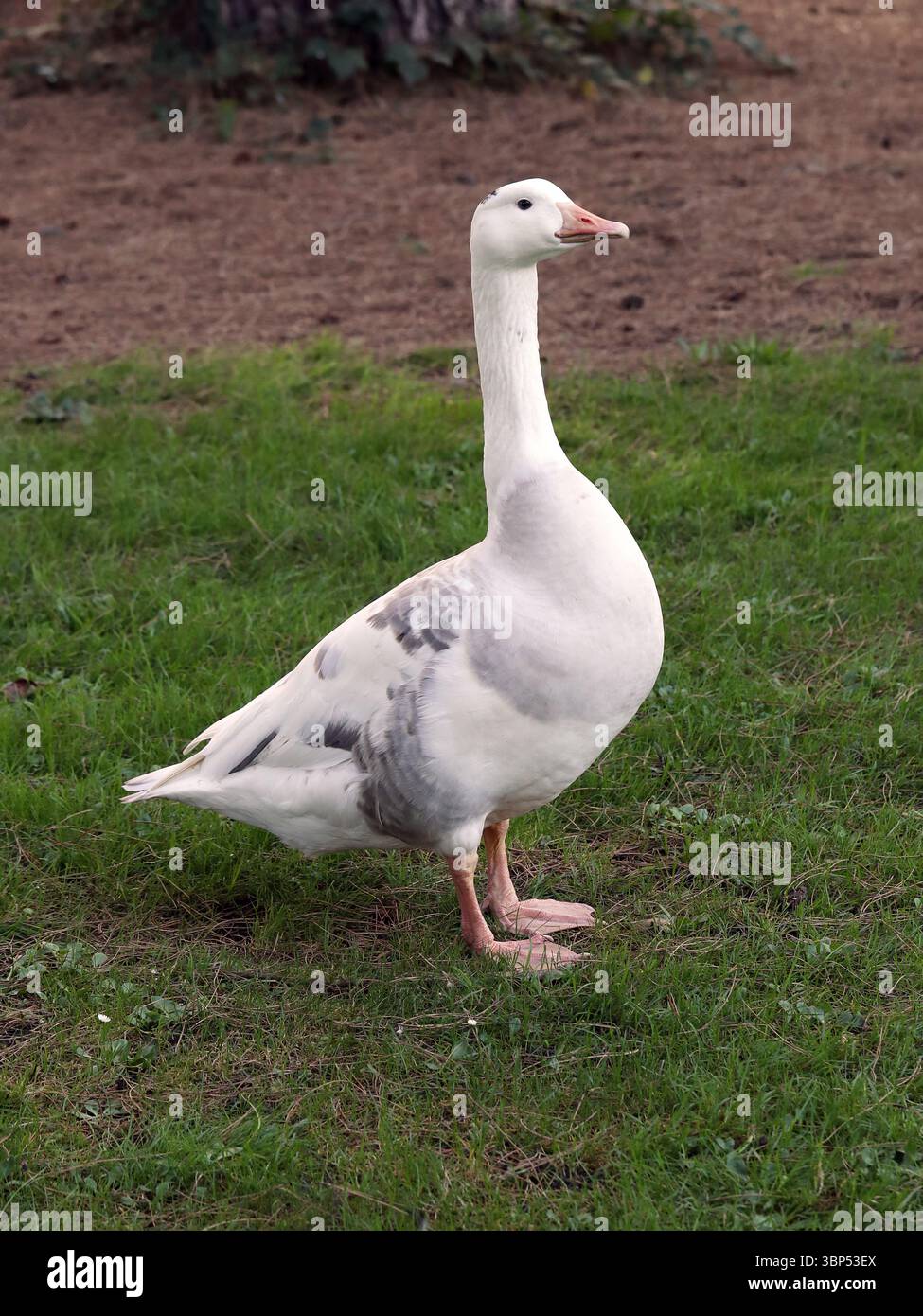 Westengland-Gans, domestizierte Greylag-Gans, Anser Anser, Anatidae. UK. Westengänse sind eine seltene Rasse mittelgroßer Gänse. Stockfoto