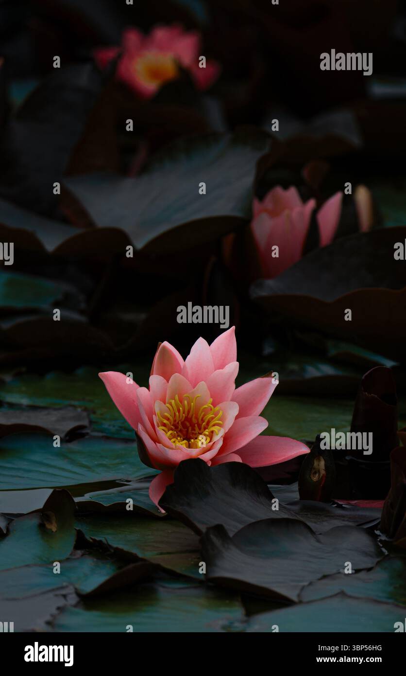 Moody Seerosen mit dunklem Laub und leerem Raum, traumhafter floraler Hintergrund Stockfoto