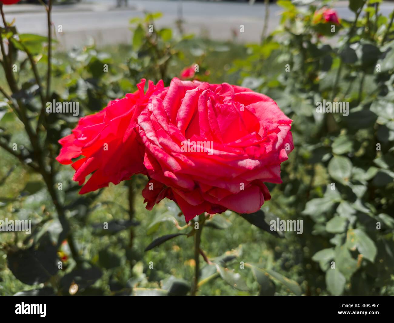 Ein Haufen rosafarbener Rosen blüht im Garten. Die Rosen sind in voller Blüte und sehr hübsch Stockfoto