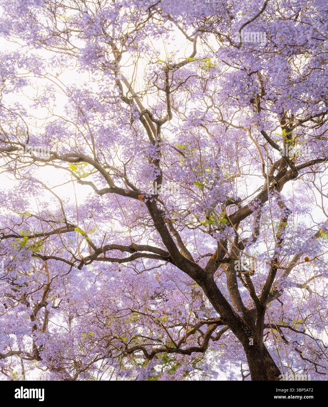 Traumhafte Nahaufnahme von violetten Jacaranda-Blüten in sanftem künstlerischem Licht Stockfoto