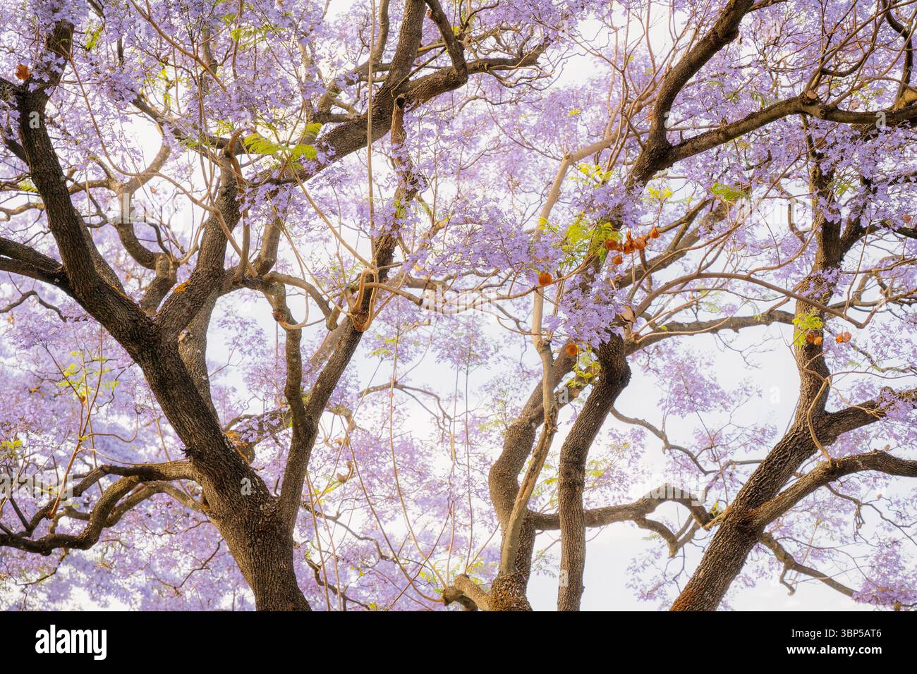 Traumhafte Nahaufnahme von violetten Jacaranda-Blüten in sanftem künstlerischem Licht Stockfoto