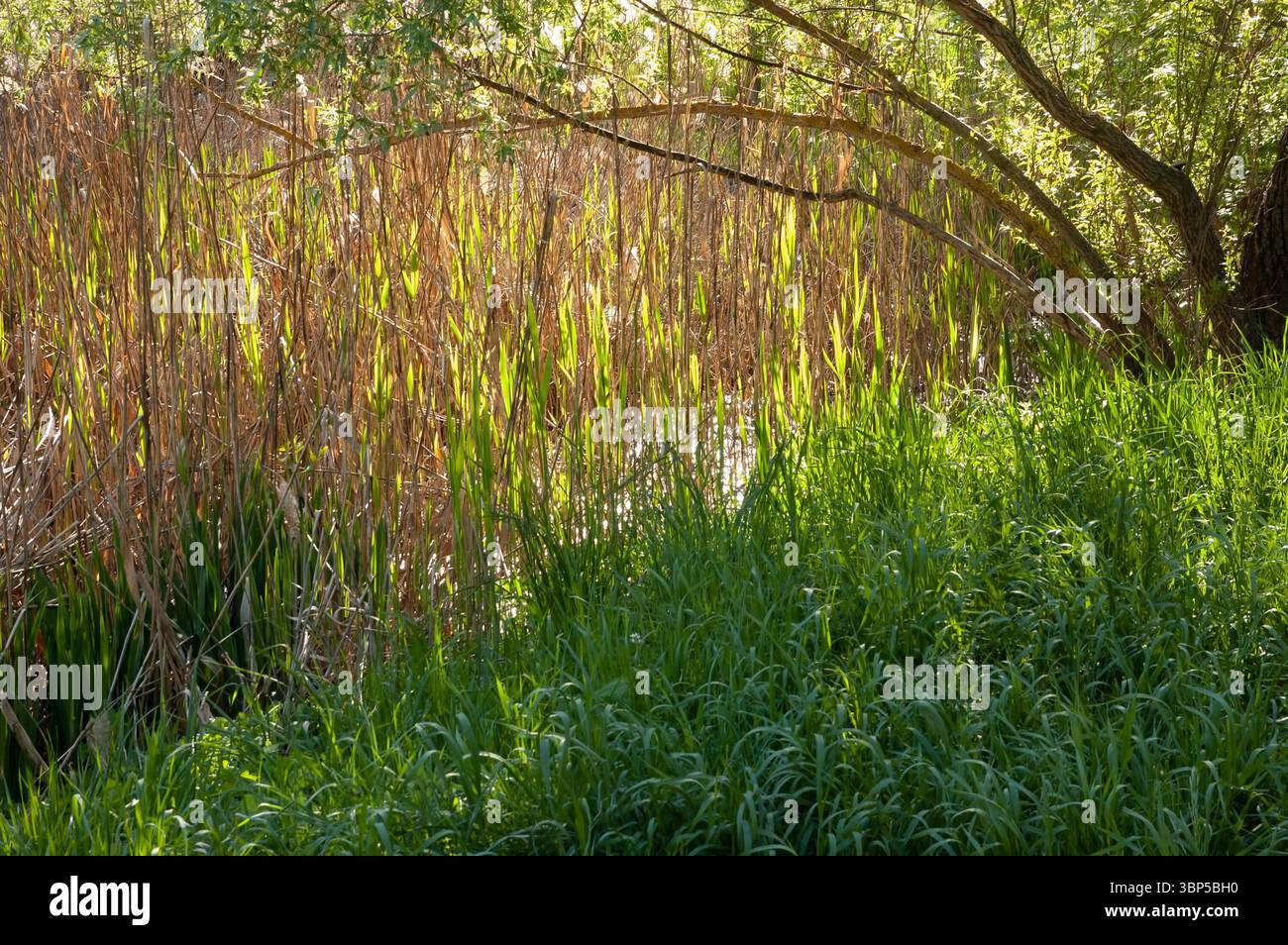 Hellgrünes Gras und eine Trauerweide wachsen am sonnendurchfluteten Ufer. Hinter ihnen füllen dichtes Schilf den Rahmen, mit Wasserblicken, die zwischen ihnen kaum zu sehen sind Stockfoto