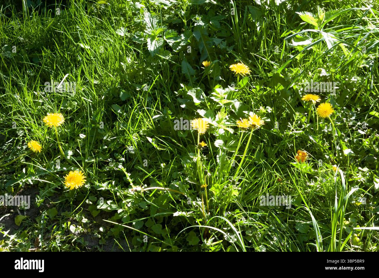 Üppiges grünes Gras gefüllt mit gelben Löwenzahn, hell beleuchtet von der Sommersonne – eine lebendige und fröhliche Szene. Stockfoto