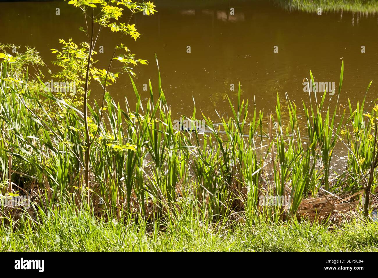 Eine dunkle Ente schwimmt auf grünem Seenwasser unter der Sonne. In der Nähe wachsen Schilfe, die die ruhige Sommerszene abrunden. Stockfoto