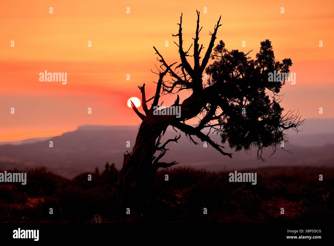 Ein verdrehter Wüstenbaum bewacht den Sonnenuntergang, seine Silhouette ist in Feuerlicht eingeätzt, während die Sonne den Horizont in einem letzten Atemzug goldener Wärme küsst. Stockfoto