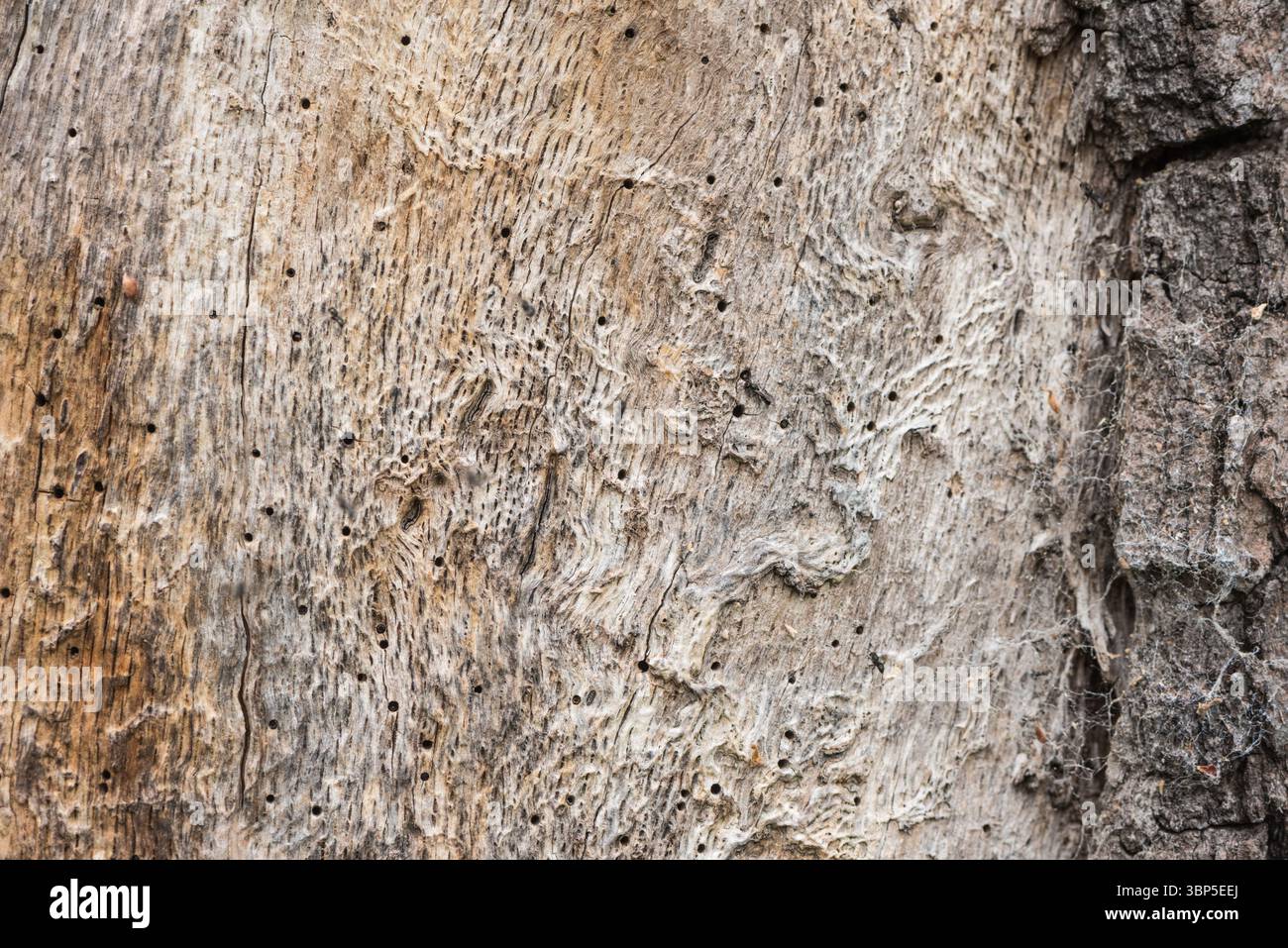Baumstamm in Richmond Park, Surrey mit vielen Löchern - das Nest der kleinen Zimmerbiene (Chelostoma campanularum) Stockfoto
