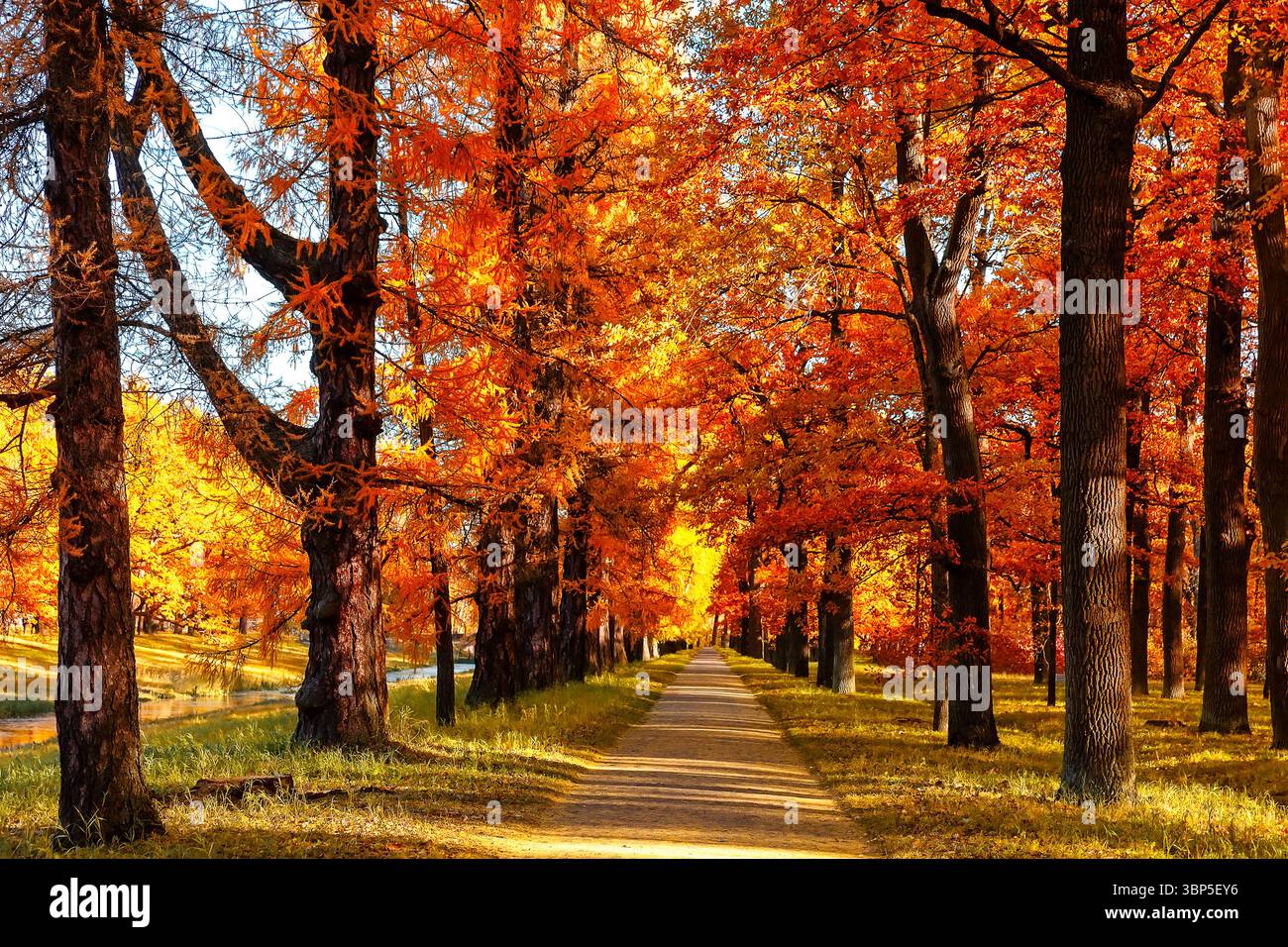 Orangefarbene Bäume, grünes Gras und rotbraune Blätter im Herbst City Park. Herbstbäume mit goldenen Blättern und Sonnenlicht. Stockfoto
