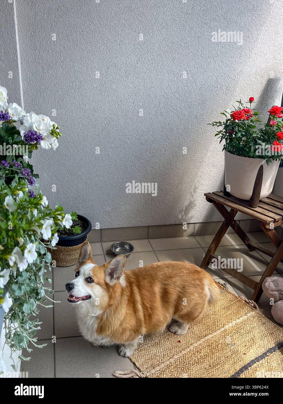 Der Hund Corgi liegt auf einer weichen Matte auf einem sonnigen Balkon, umgeben von bunten Blumen und einem Holztisch, was einen warmen und einladenden Außenbereich schafft Stockfoto