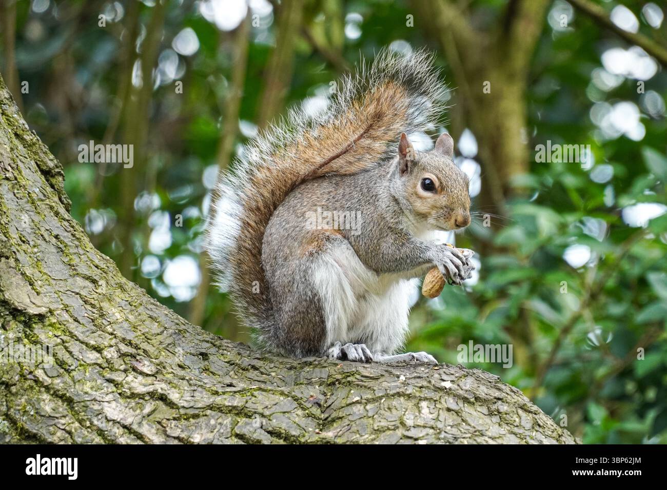 Graues Eichhörnchen auf einem Baum, das Nüsse isst Stockfoto