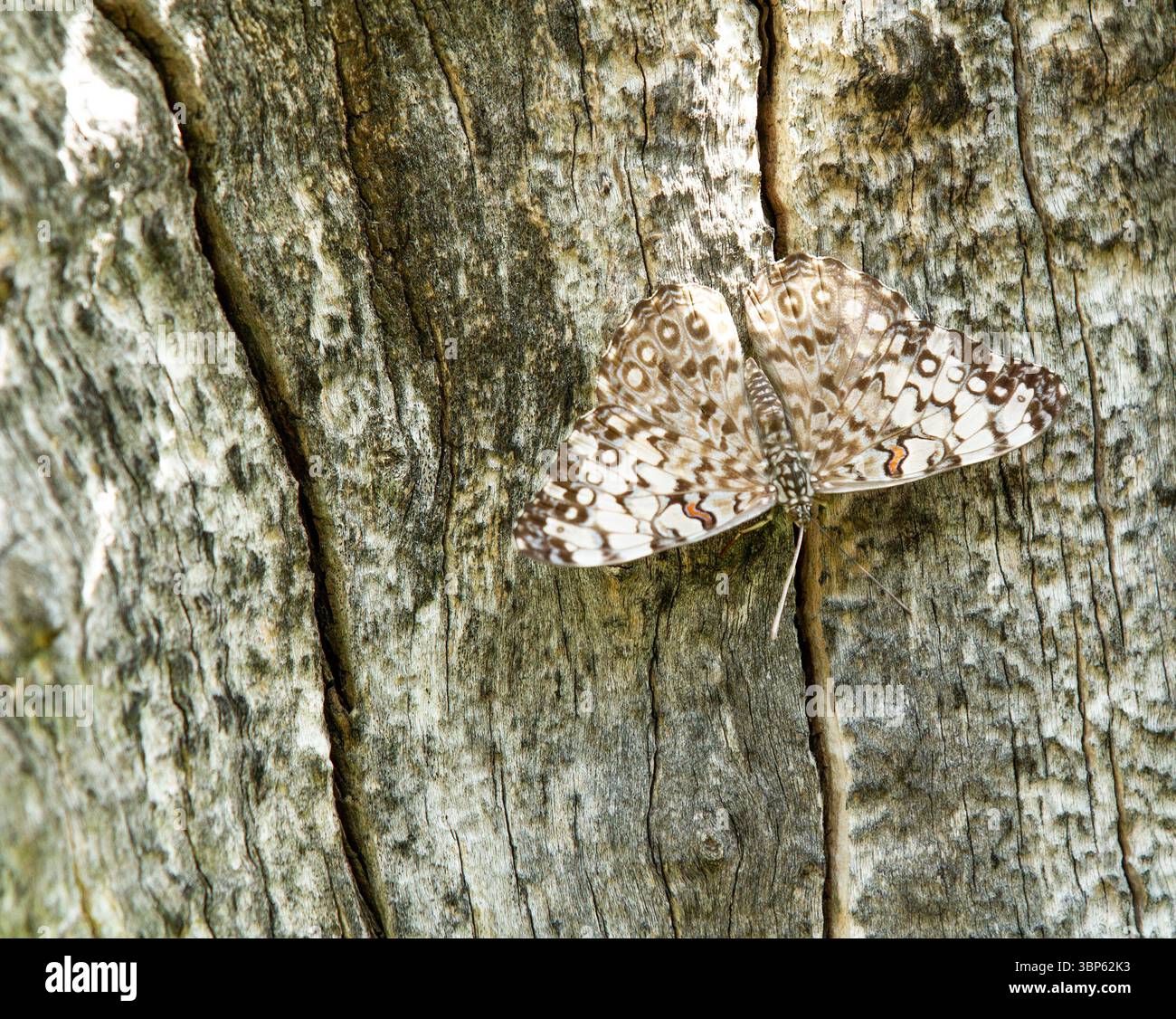 Ein Schmetterling liegt auf einem Baumstamm Stockfoto