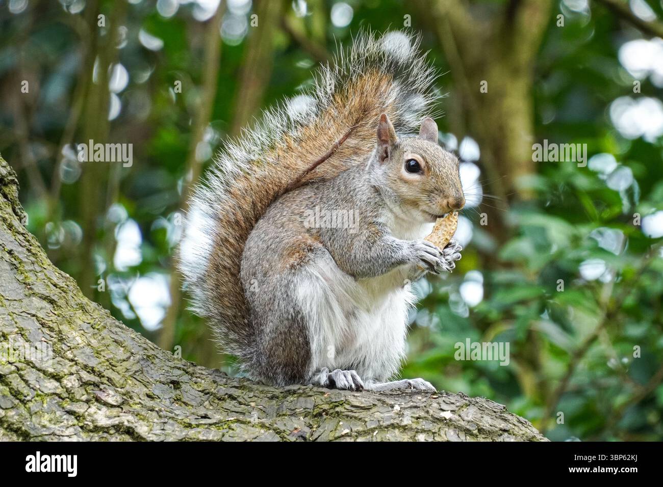 Graues Eichhörnchen auf einem Baum, das Nüsse isst Stockfoto