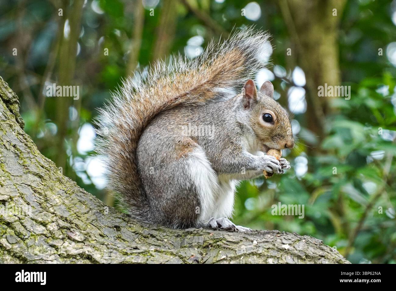 Graues Eichhörnchen auf einem Baum, das Nüsse isst Stockfoto