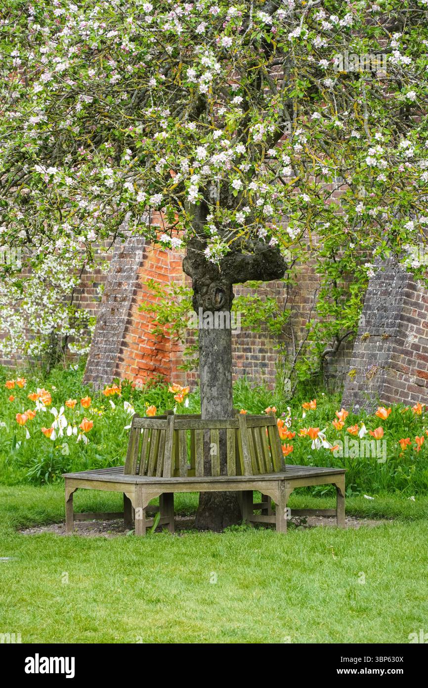 Kreisförmige Holzbank in den Gärten des Hampton Court Palace, Richmond upon Thames, London, England Großbritannien Stockfoto