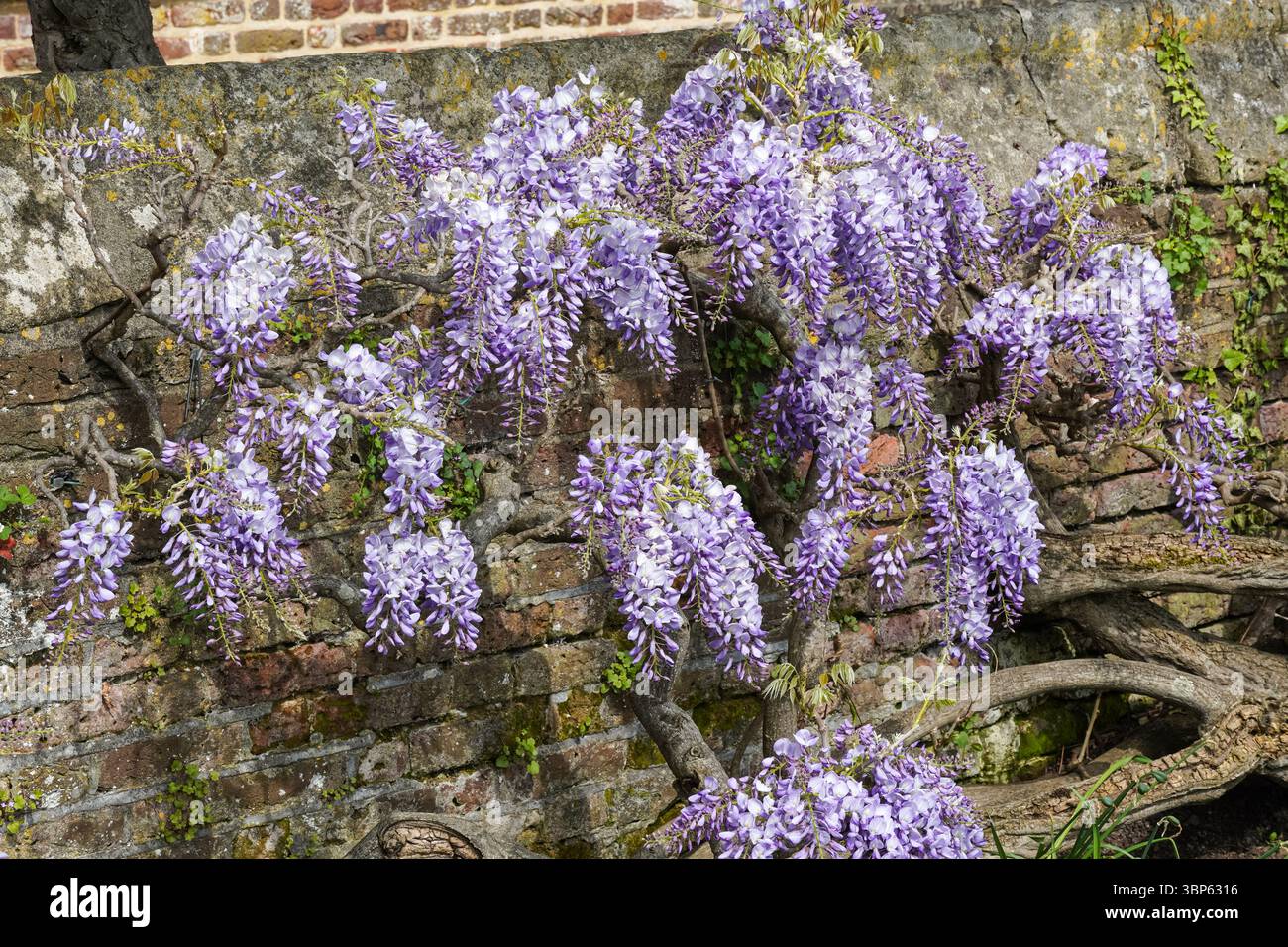 Lila Blüten der Wisteria-Pflanze blühen in einem Garten Stockfoto