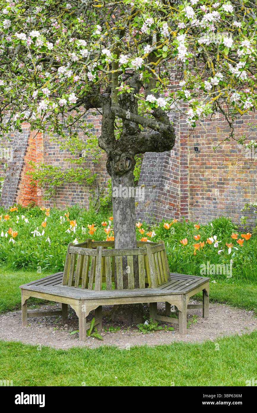 Kreisförmige Holzbank in den Gärten des Hampton Court Palace, Richmond upon Thames, London, England Großbritannien Stockfoto