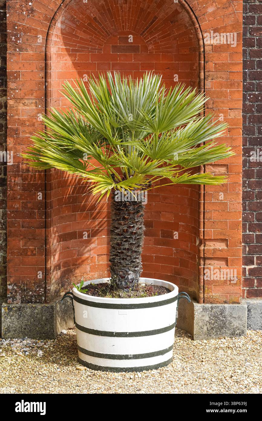 Palme wächst in einem Topf im Garten Stockfoto