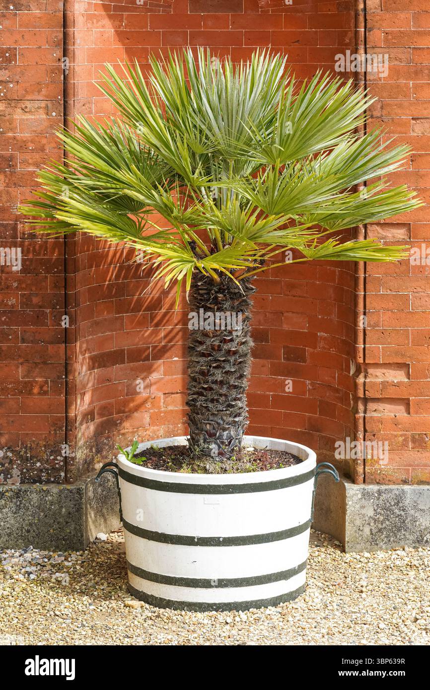 Palme wächst in einem Topf im Garten Stockfoto