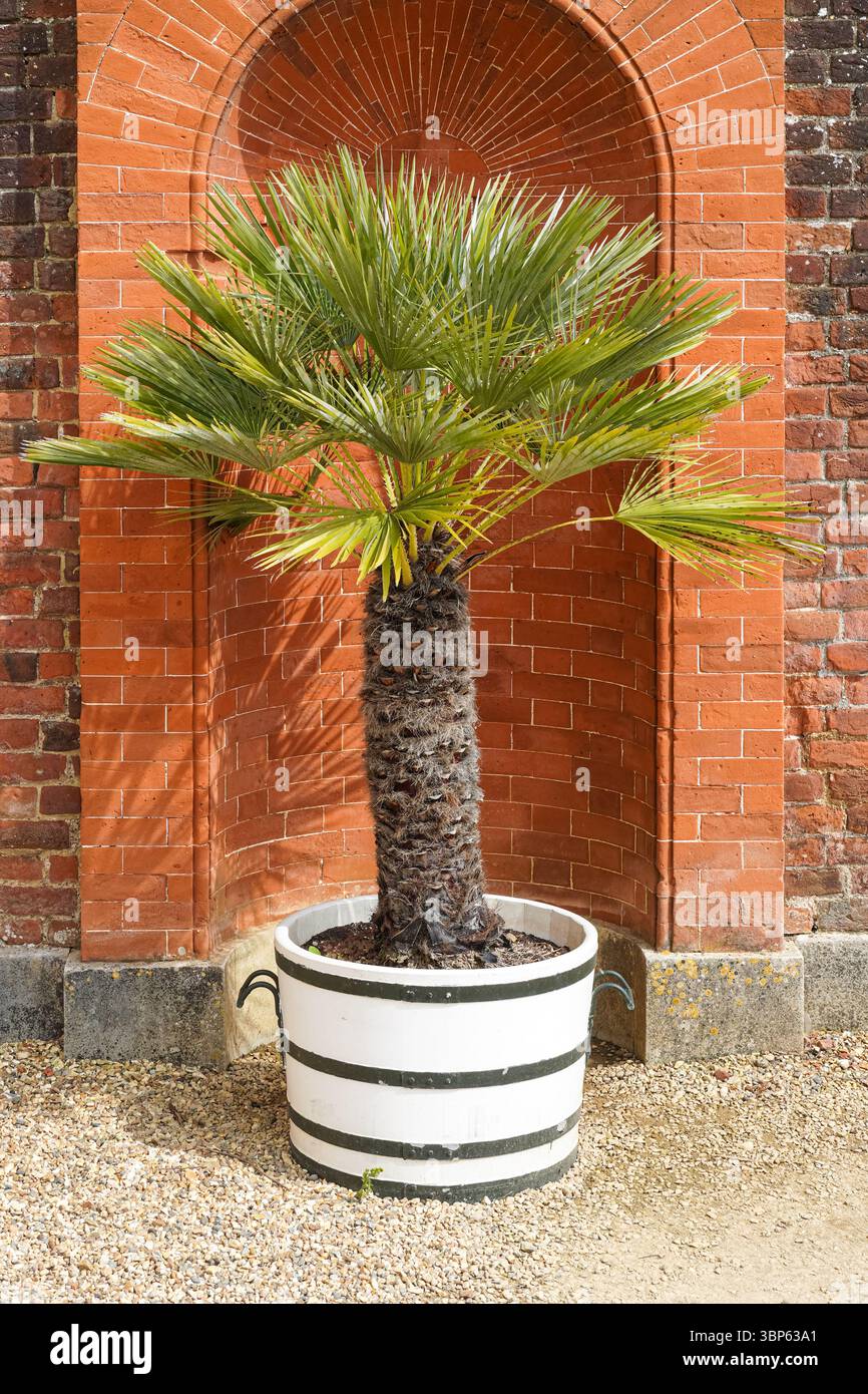 Palme wächst in einem Topf im Garten Stockfoto