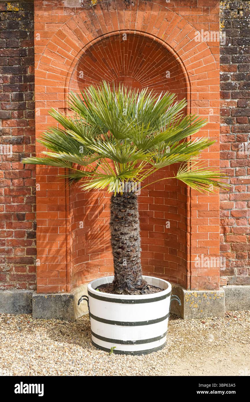 Palme wächst in einem Topf im Garten Stockfoto