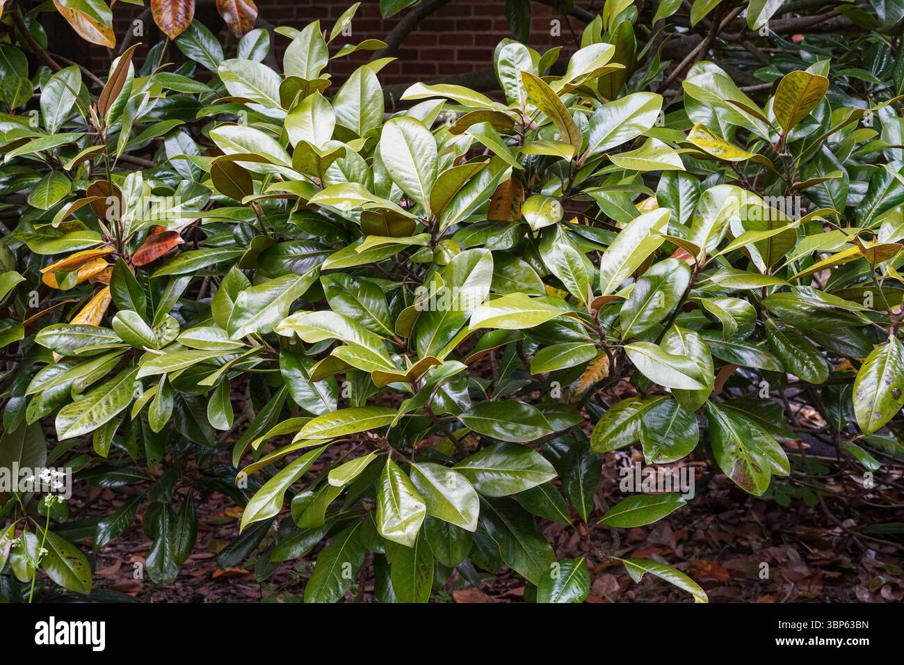 Grüner Busch in einem Garten, England Großbritannien Stockfoto