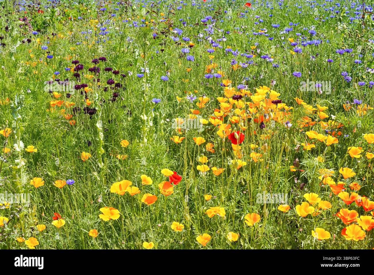 Blühende Wildblumen im Frühling auf einer grünen Wiese Stockfoto