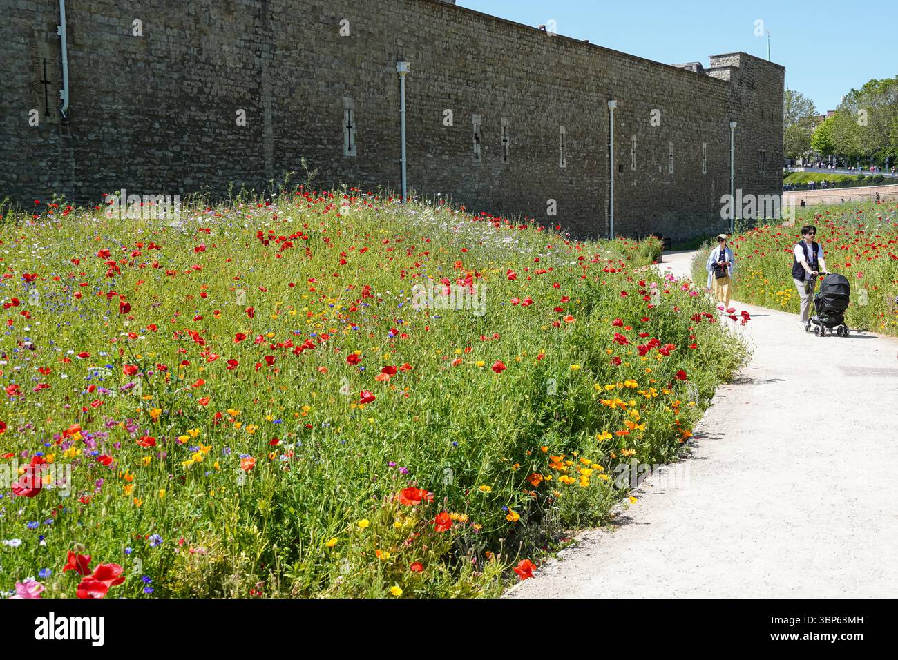 Wiese voller Wildblumen im Graben des Tower of London, London England Großbritannien Stockfoto