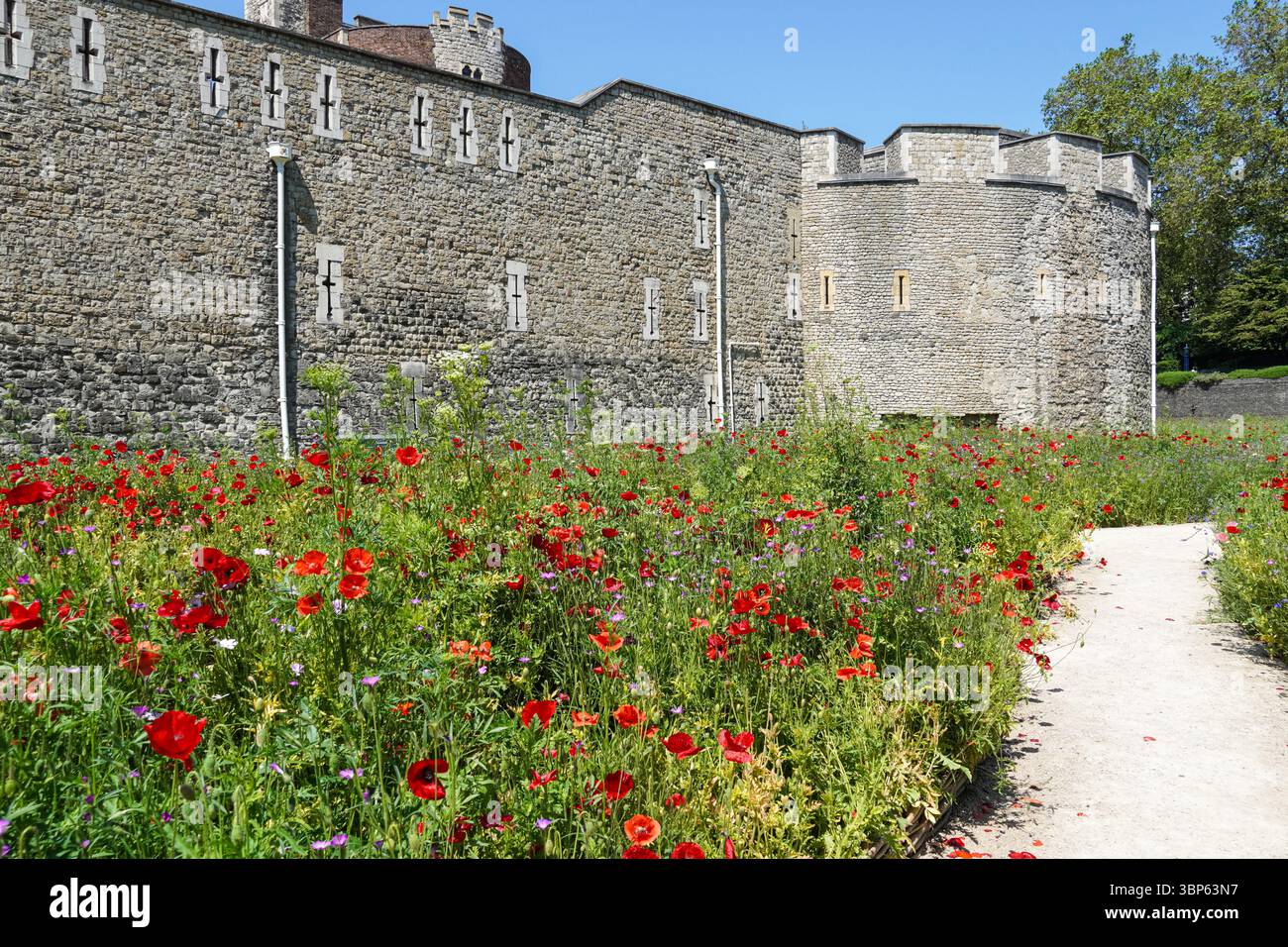 Wiese voller Wildblumen im Graben des Tower of London, London England Großbritannien Stockfoto