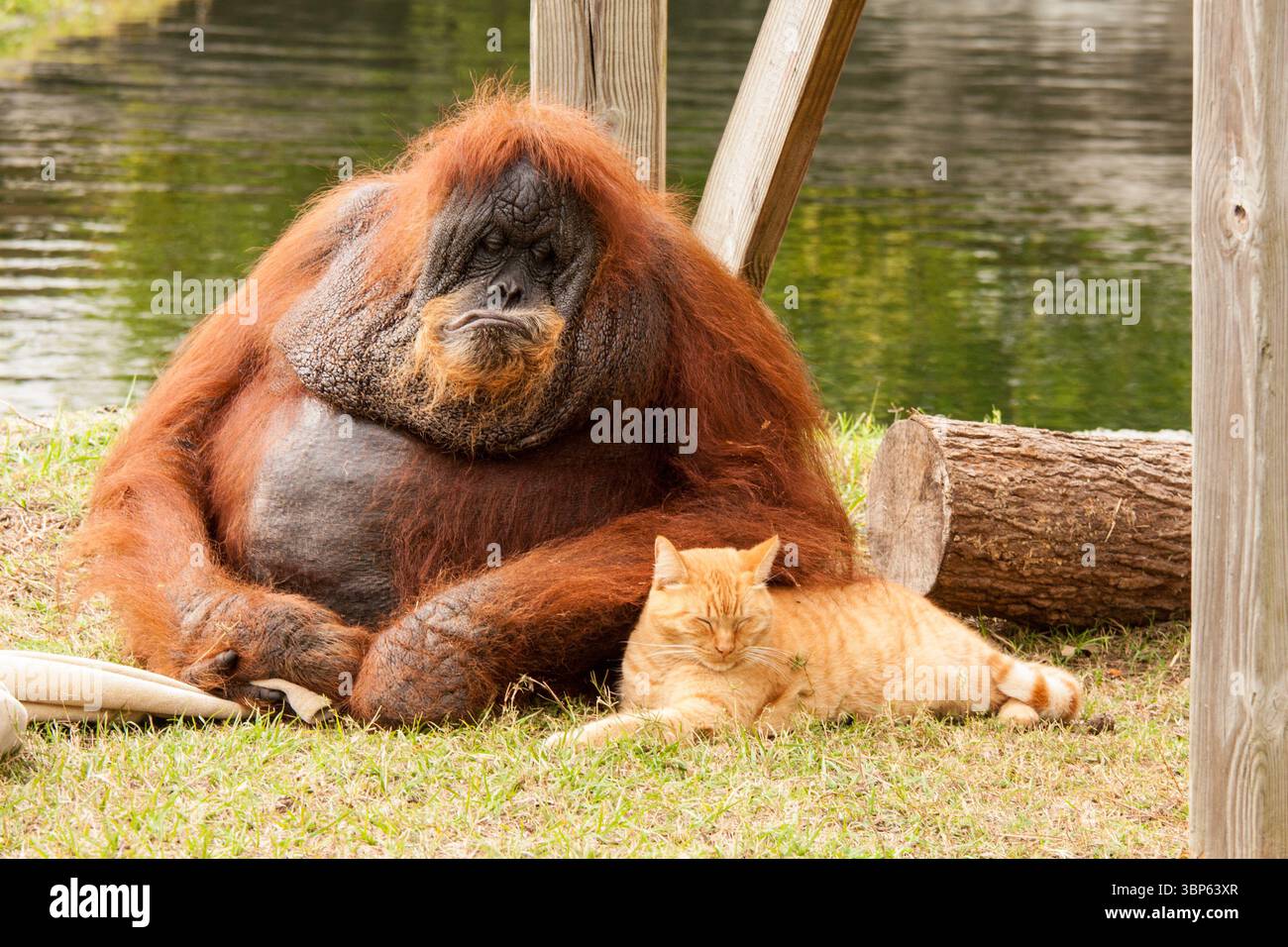 Dieser 40-jährige Orangutan ist ein guter Freund mit einer Katze in einem Zoo in Florida. Stockfoto