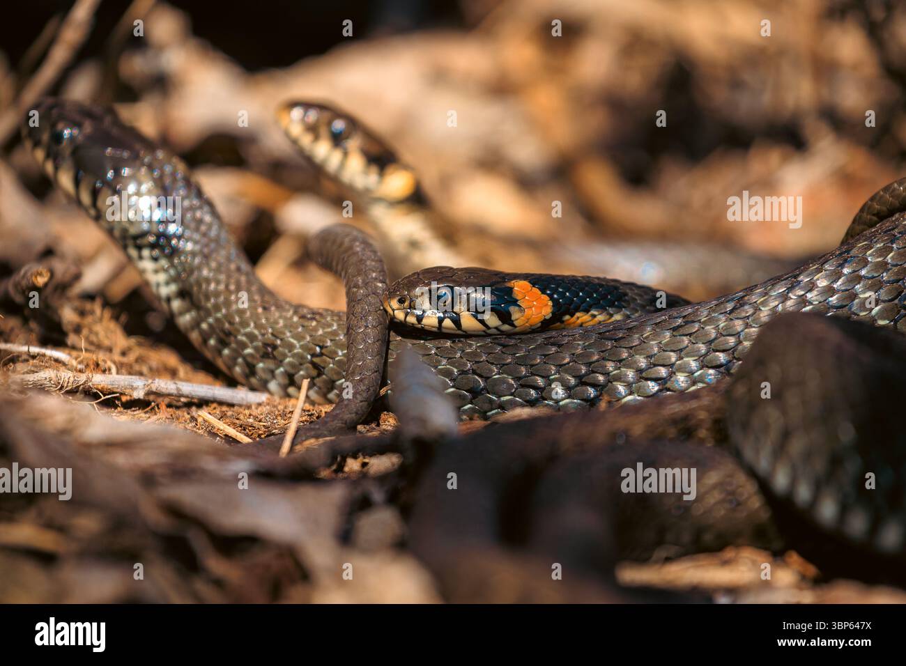Drei Schlangen, die in einem auffälligen natürlichen Muster miteinander verflochten sind, bilden ein Schlangennest. Ein seltener Einblick in wildes Reptilienverhalten. Stockfoto