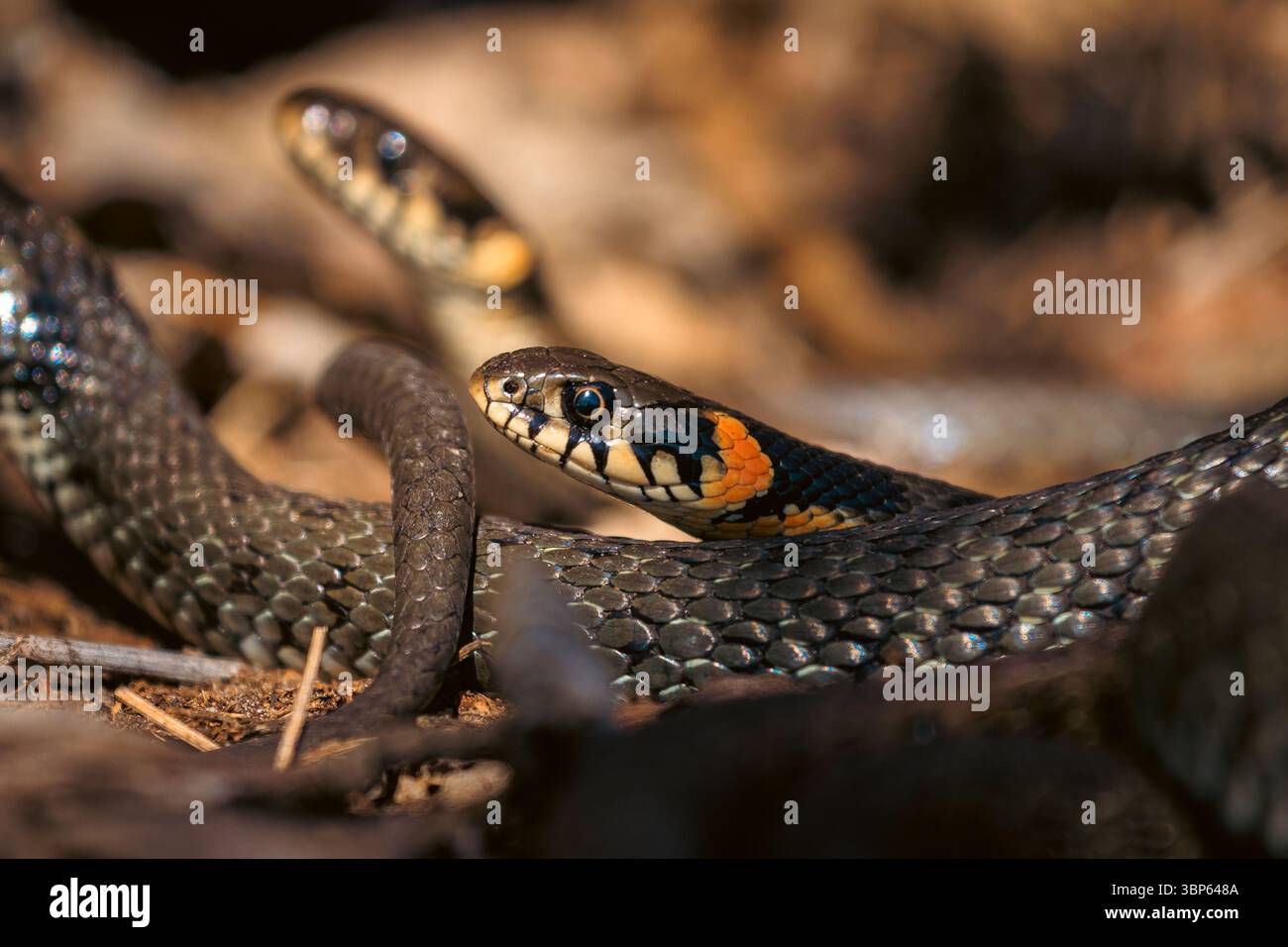 Drei Schlangen, die in einem auffälligen natürlichen Muster miteinander verflochten sind, bilden ein Schlangennest. Ein seltener Einblick in wildes Reptilienverhalten. Stockfoto