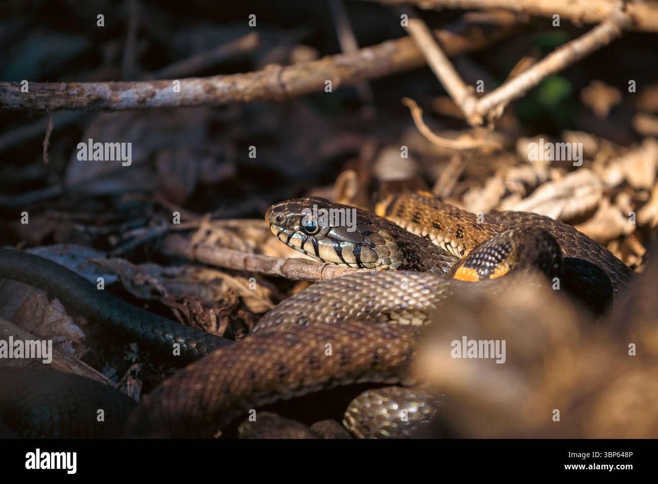 Drei Schlangen, die in einem auffälligen natürlichen Muster miteinander verflochten sind, bilden ein Schlangennest. Ein seltener Einblick in wildes Reptilienverhalten. Stockfoto