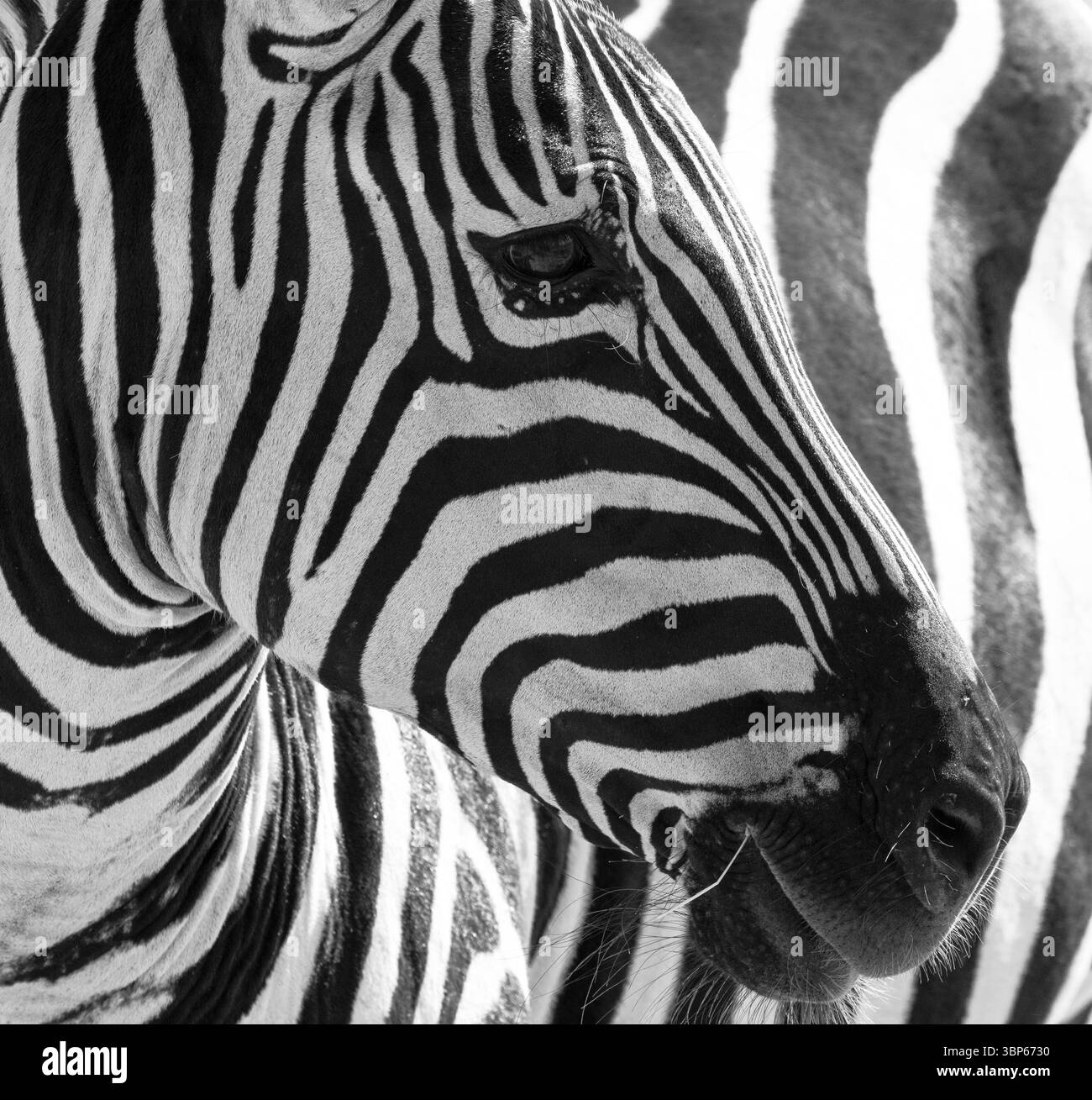 Nahaufnahme der schwarz-weißen Zebrastreifen. Stockfoto