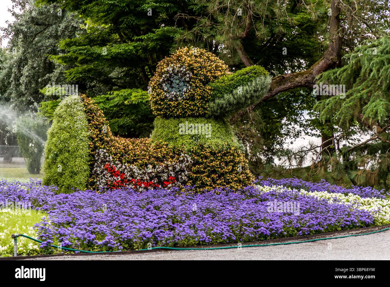 Eine eindrucksvolle Entenskulptur, kunstvoll aus verschiedenen Pflanzen und Blumen gefertigt, steht mitten in einem Bett aus hellen lila und weißen Blumen. Im Hintergrund bewässert ein Rasenregner die Grünflächen. Diese Szene ist typisch für die Blumeninsel Mainau bei Konstanz, Deutschland, wo solche floralen Kunstwerke Besucher begeistern und Gartenpflege sichtbar ist. Konstanz, Baden-Württemberg, Deutschland Stockfoto