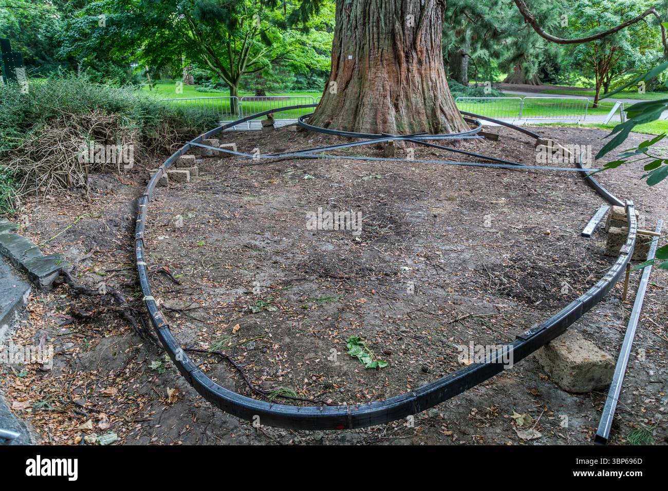 Auf der Insel Mainau am Bodensee bei Konstanz wird ein geschwungenes Metallgleissystem um den Stamm eines großen Baumes gelegt. Die Konstruktion ist provisorisch mit Betonsteinen gestützt und soll die Basis einer Plattform bilden, auf der Besucher gehen können, ohne die Wurzeln darunter zu beschädigen. Konstanz, Baden-Württemberg, Deutschland Stockfoto