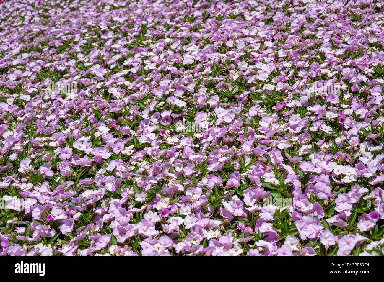 Blick auf hellrosafarbene Blumen in einem Blumenbeet Stockfoto