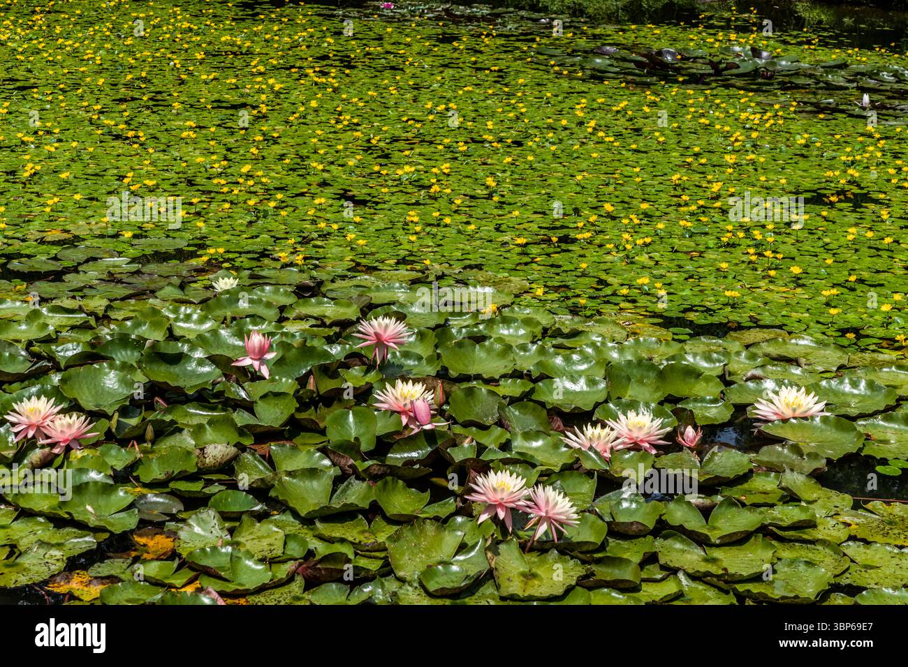 Herrliche rosa und weiße Seerosen à la Monet und leuchtend gelbe Seerosen bedecken einen Teich in der Frühlingsallee auf der Insel Mainau bei Konstanz. Diese üppige Blütenpracht zeigt die volle Entwicklung der Wasserflora in Baden-Württemberg Stockfoto