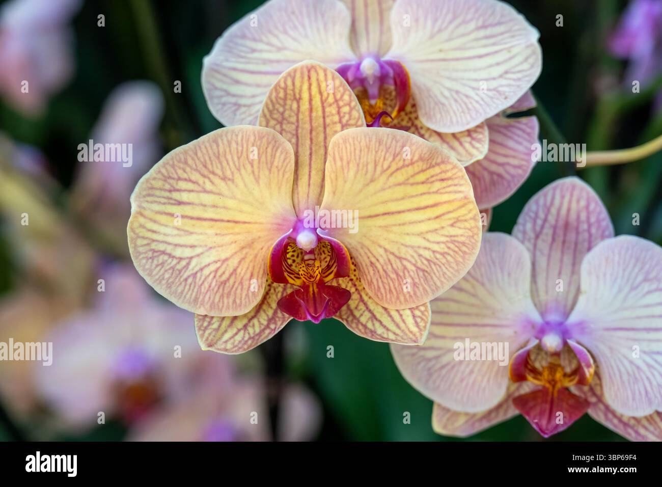 Orange gelbe Orchideenblüten, Gartenpflanzen Stockfoto